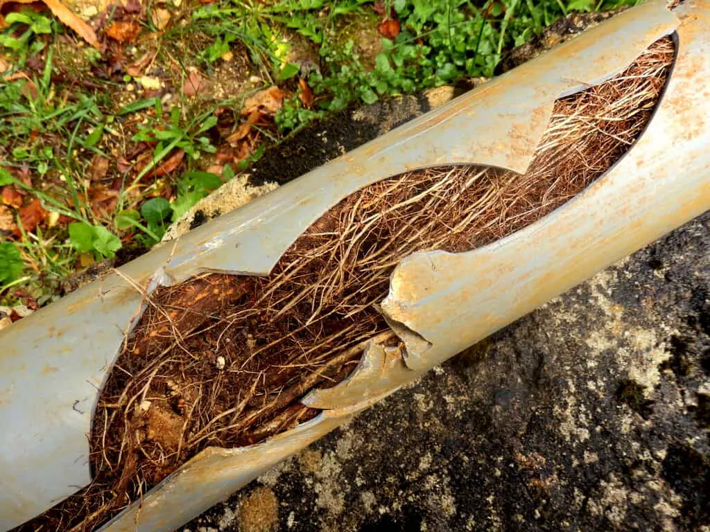 Root filled drain removed during drain excavation service on residential home in Ottawa