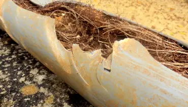 A close look at a sewer line that has burst open because of tree roots and other debris built up inside the line.